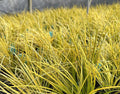 Acorus gramineus 'Ogon' – Golden Variegated Sweet Flag