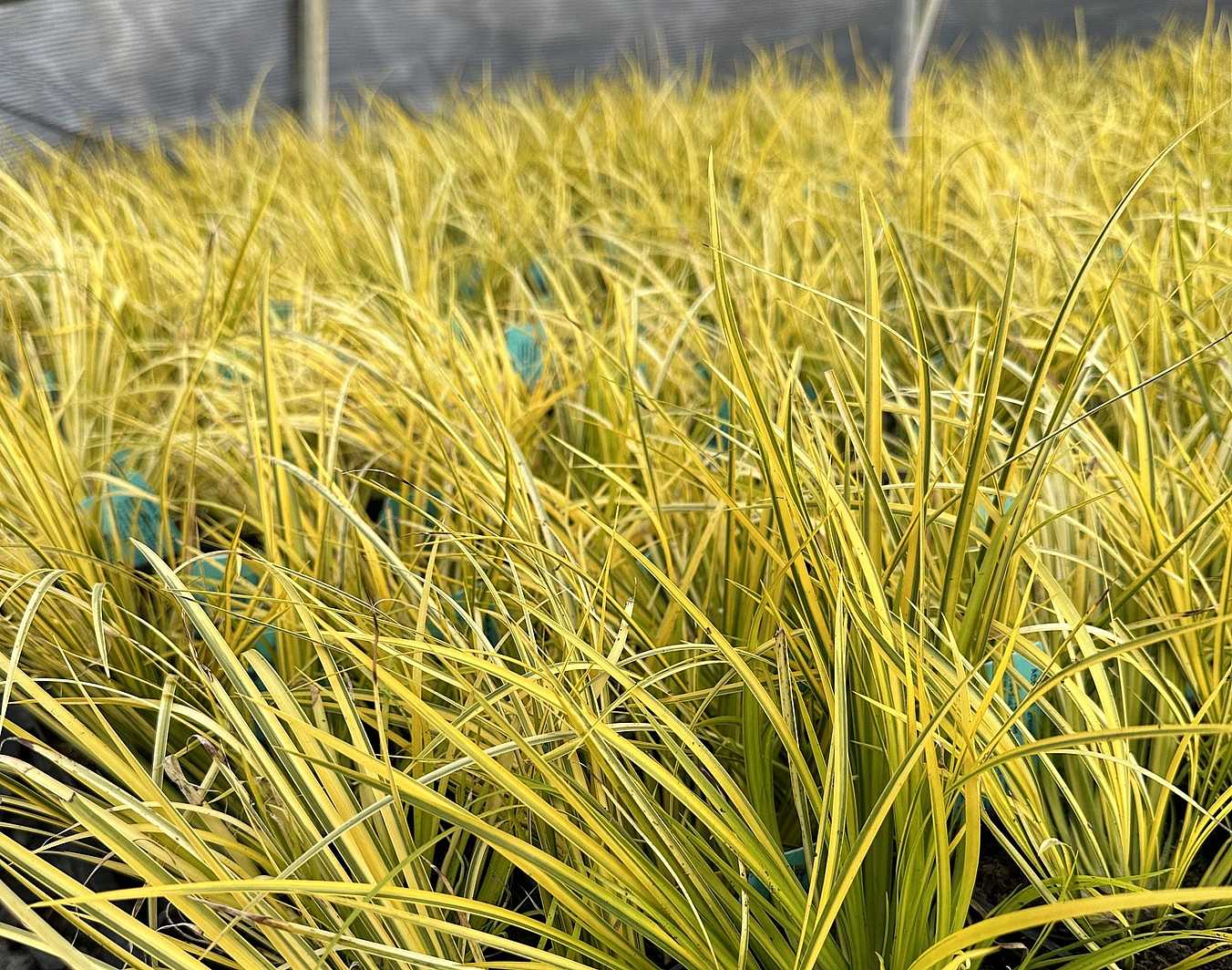 Acorus gramineus 'Ogon' – Golden Variegated Sweet Flag