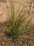 Bromus carinatus – California Brome