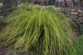 Carex oshimensis EverColor 'Everillo'