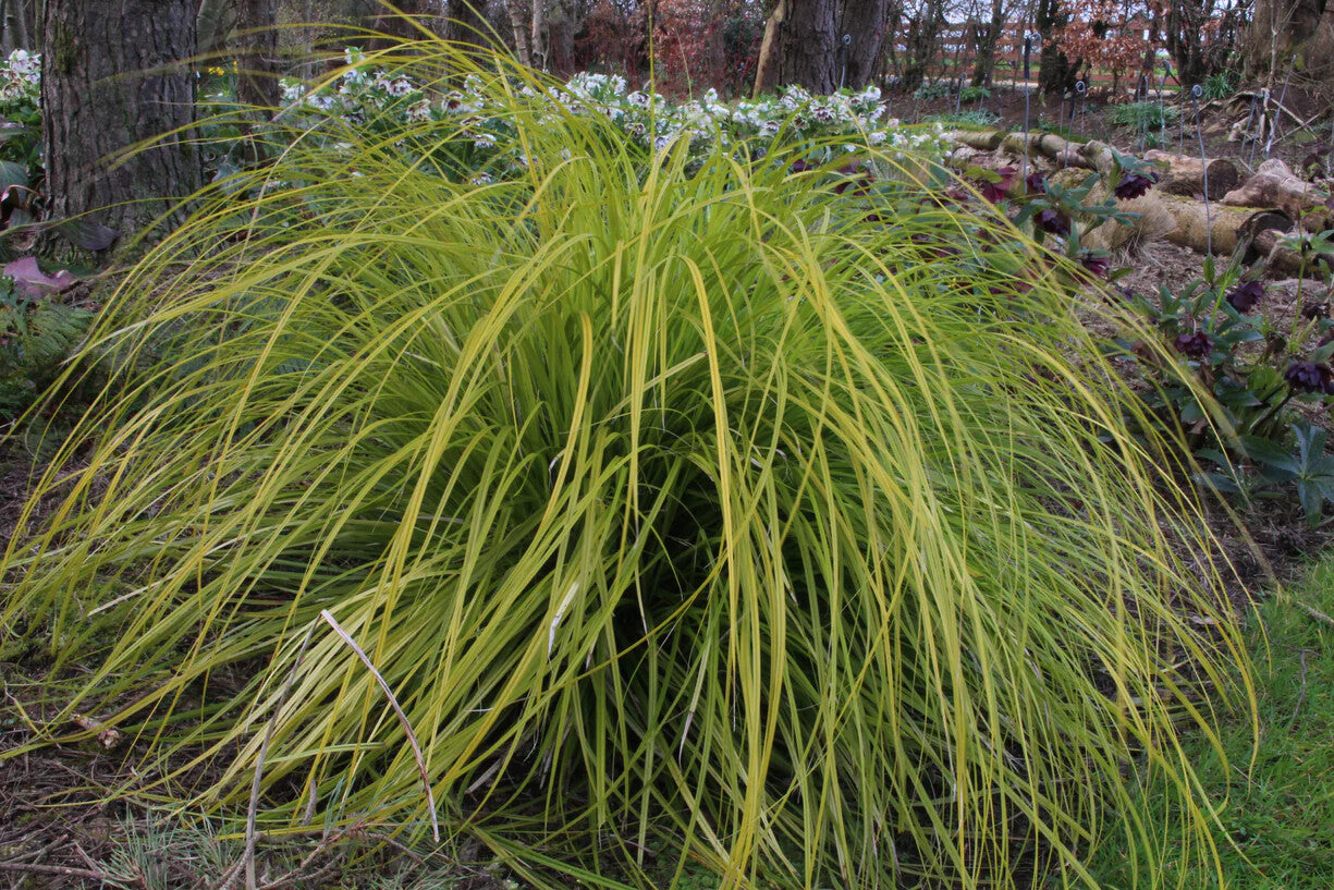 Carex oshimensis EverColor 'Everillo'
