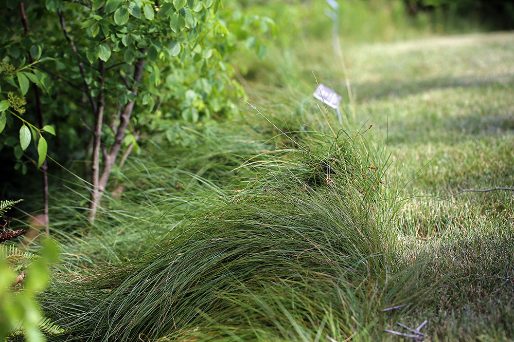 Carex praegracilis – Clustered Field Sedge – 4 inch pot – Ornamental Grassworks