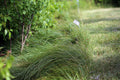 Carex praegracilis – Clustered Field Sedge – 4 inch pot – Ornamental Grassworks