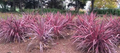 CORDYLINE banksii 'Electric Pink'--Torbay, Cabbage or Cornish Palm