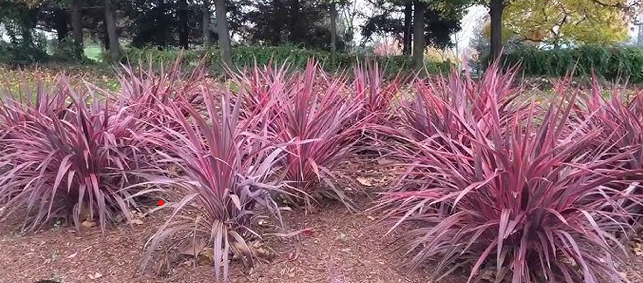 CORDYLINE banksii 'Electric Pink'--Torbay, Cabbage or Cornish Palm