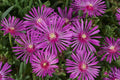 Delosperma cooperi 'Early Bird Purple' – Purple Ice Plant – 4 inch pot – Ornamental Grassworks