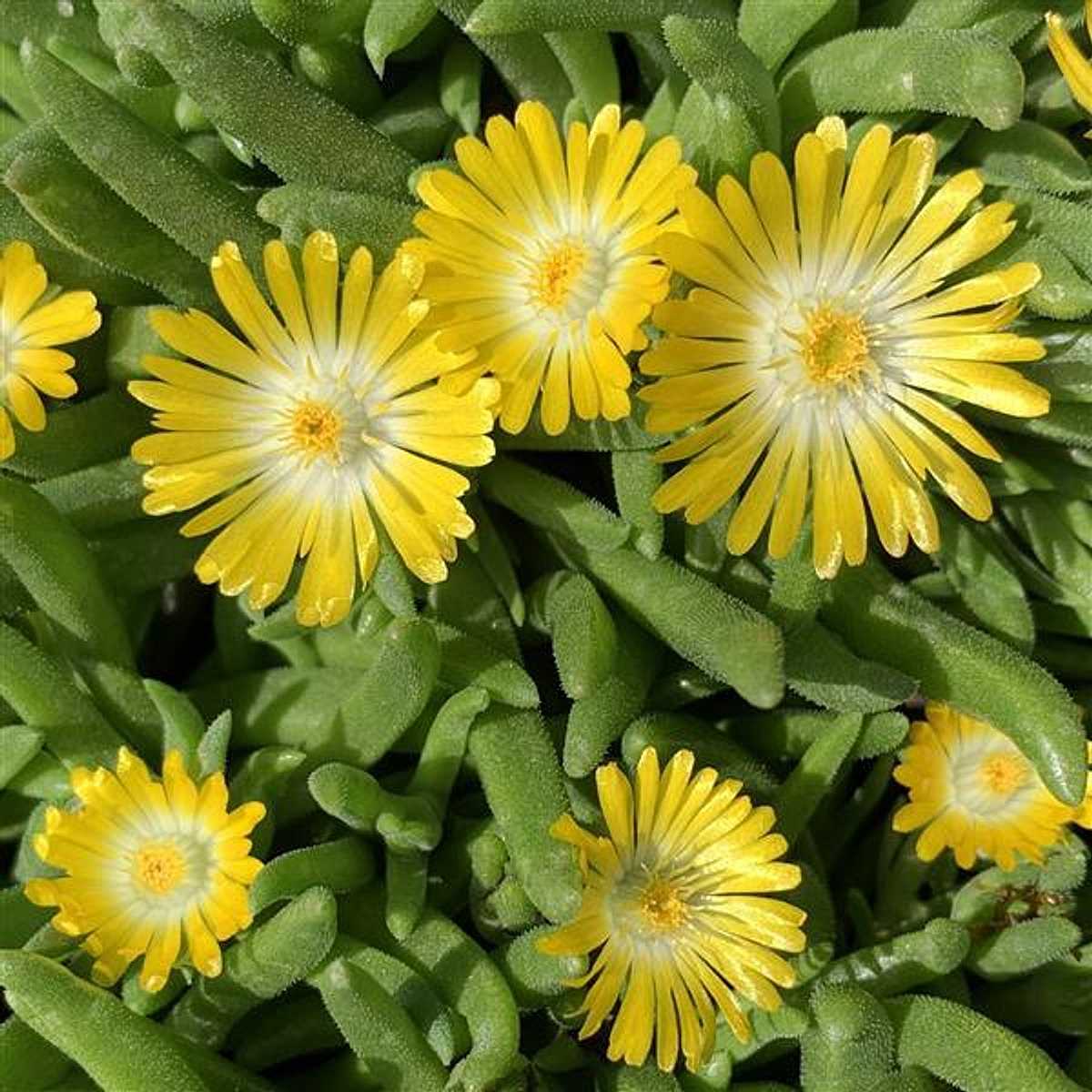 Delosperma 'Mountain Dew' – Yellow Ice Plant – 4 inch pot – Ornamental Grassworks