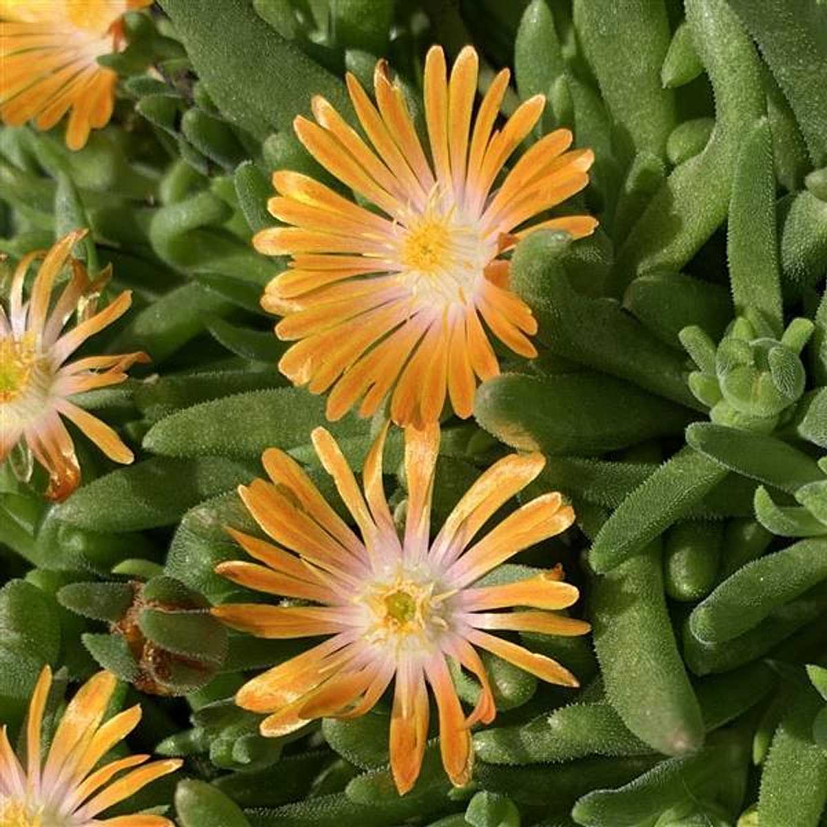 Delosperma 'Orange Crush' – Orange Ice Plant – 4 inch pot – Ornamental Grassworks