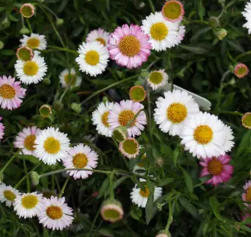 Erigeron karvinskianus 'Spindrift' – Mexican Daisy – 4 inch pot – Ornamental Grassworks