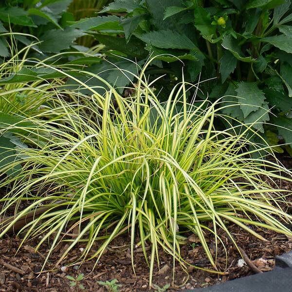 Carex oshimensis EverColor 'Eversheen'