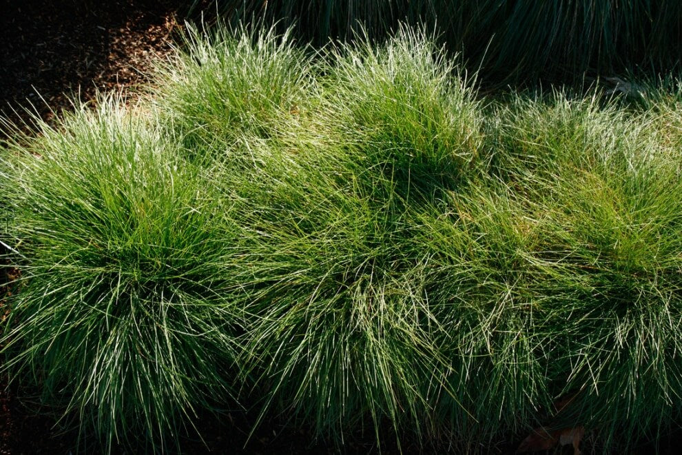 Festuca rubra 'Molate' – Red Fescue