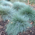 Festuca glauca 'Boulder Blue' – Blue Fescue