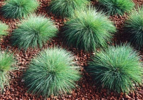 Festuca valesiaca 'Buddy Blue' – Blue Fescue – 4 inch pot – Ornamental Grassworks