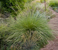 Festuca mairei – Maire's Fescue