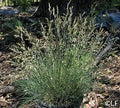 Festuca idahoensis 'Tomales Bay' – Idaho Fescue