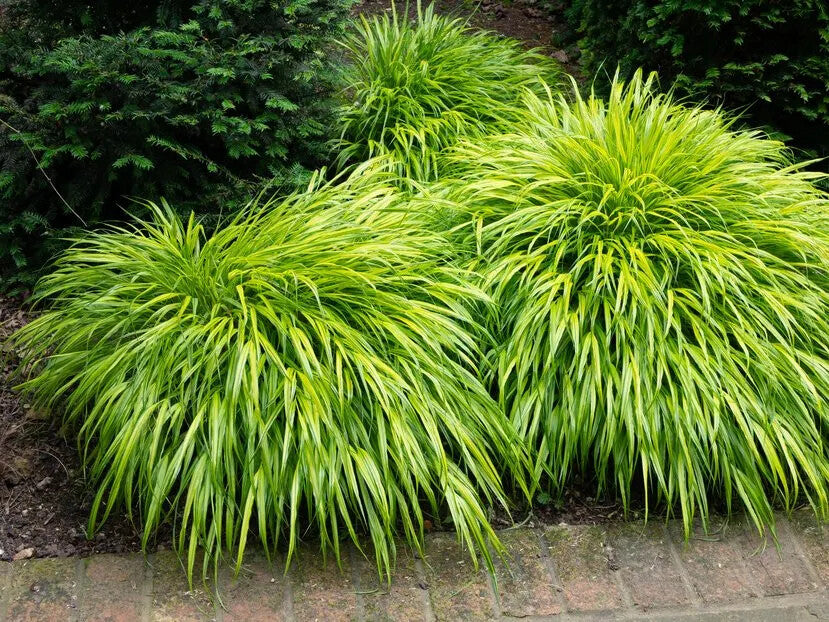 Hakonechloa macra 'Aureola' – 4 inch pot – Ornamental Grassworks