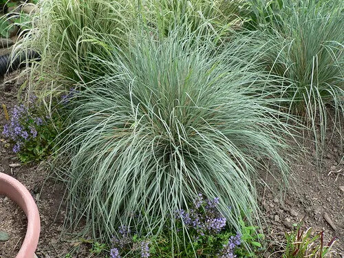 Helictotrichon sempervirens 'Sapphire' – 4 inch pot – Ornamental Grassworks