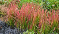 Imperata cylindrica 'Rubra' – Japanese Blood Grass