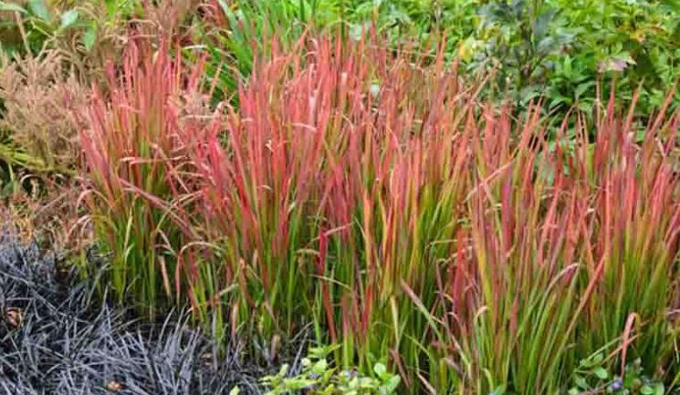 Imperata cylindrica 'Rubra' – Japanese Blood Grass