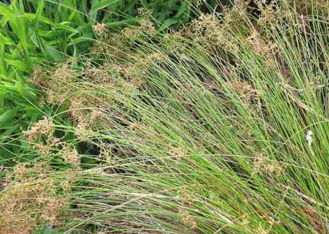 JUNCUS patens – 4 inch pot – Ornamental Grassworks