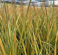 Libertia peregrinans – New Zealand Iris
