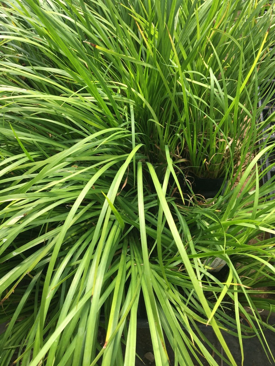 Acorus gramineus 'Licorice'