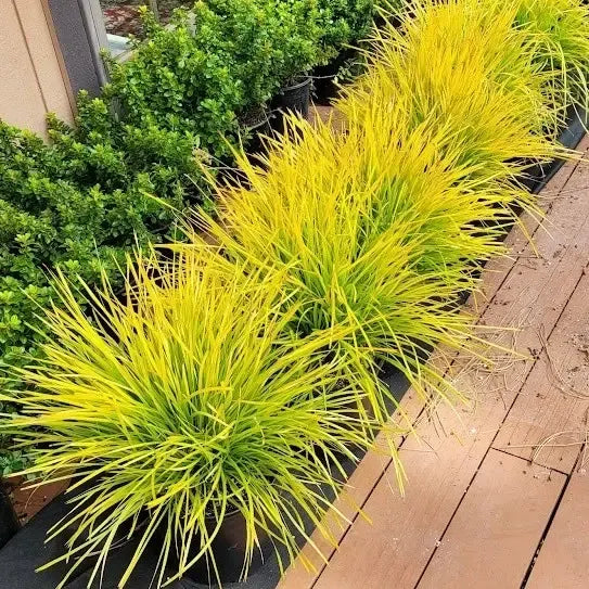 Lomandra longifolia 'Miner's Gold'