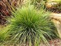 Lomandra longifolia 'Nyalla'