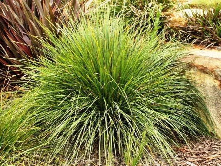 Lomandra longifolia 'Nyalla'