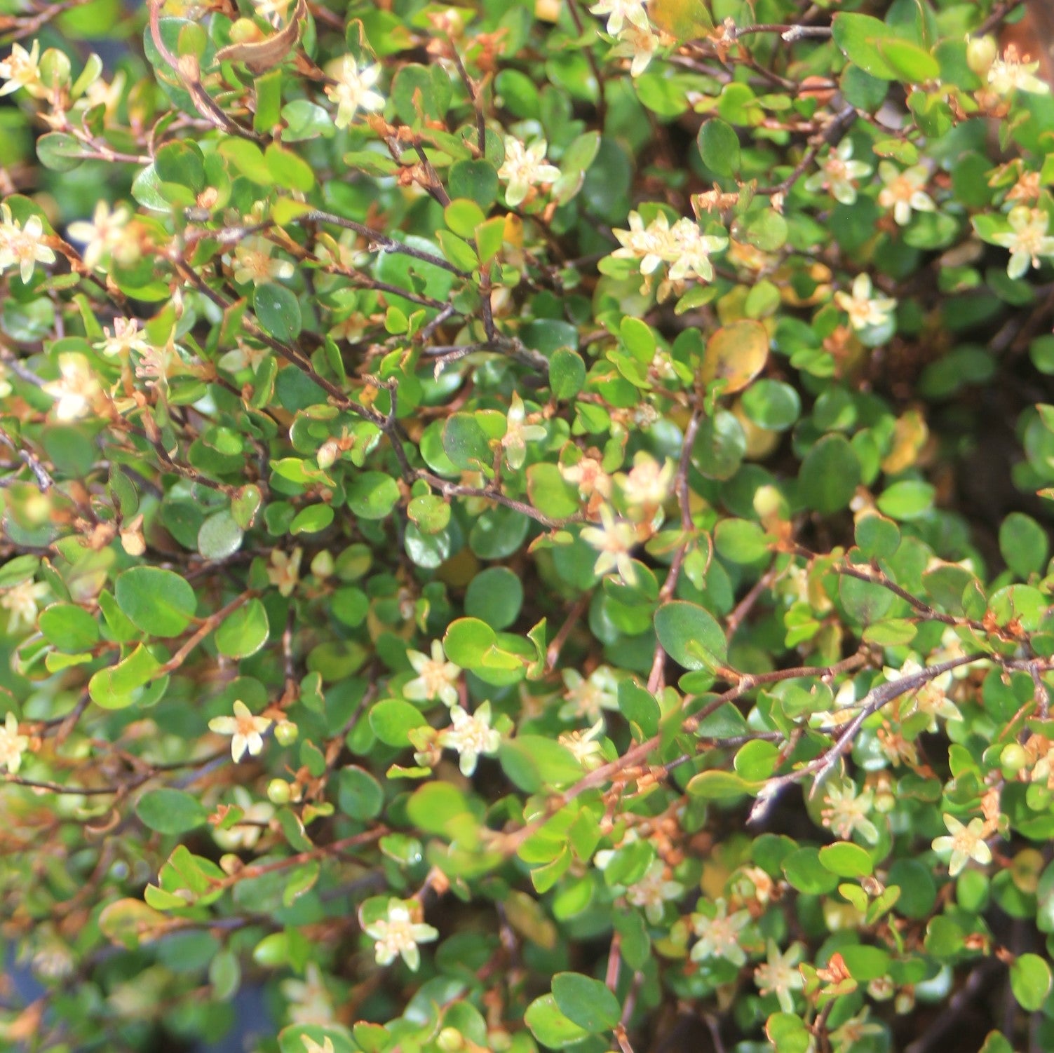 Muehlenbeckia axillaris – Small Leaf Creeping Wire Vine – 4 inch pot – Ornamental Grassworks