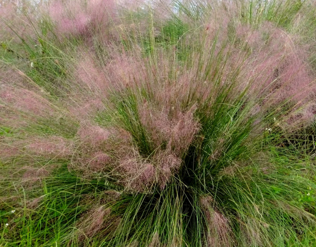 Muhlenbergia sericea (syn. M. filipes, M. capillaris var. filipes) – Gulf Muhly – 4 inch pot – Ornamental Grassworks