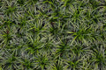 Ophiopogon japonicus 'Nana' – Dwarf Mondo Grass