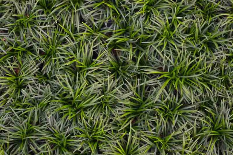 Ophiopogon japonicus 'Nana' – Dwarf Mondo Grass