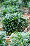 Ophiopogon japonicus 'Minor'