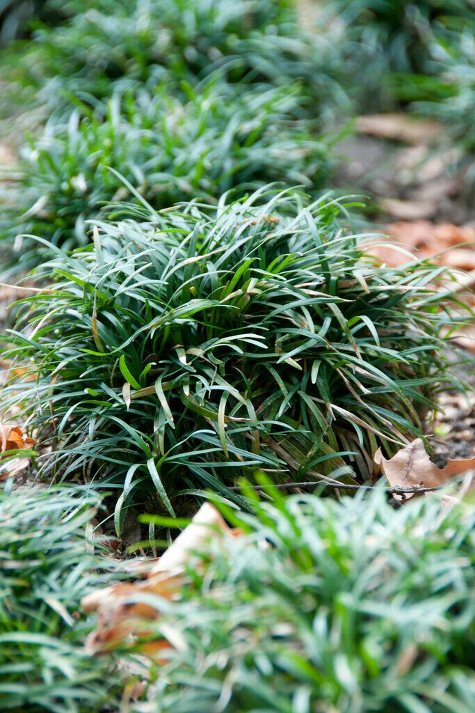 Ophiopogon japonicus 'Minor'