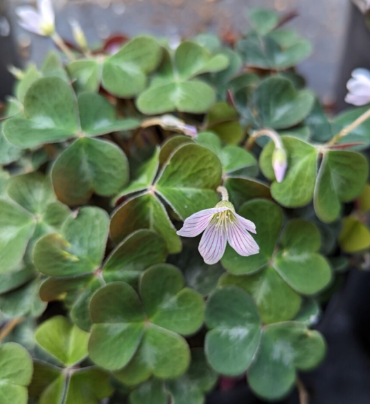 Oxalis oregana 'Klamath Ruby' – Redwood Sorrel – 4 inch pot – Ornamental Grassworks