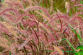Pennisetum setaceum 'Fireworks' – Purple Fountain Grass – 4 inch pot – Ornamental Grassworks