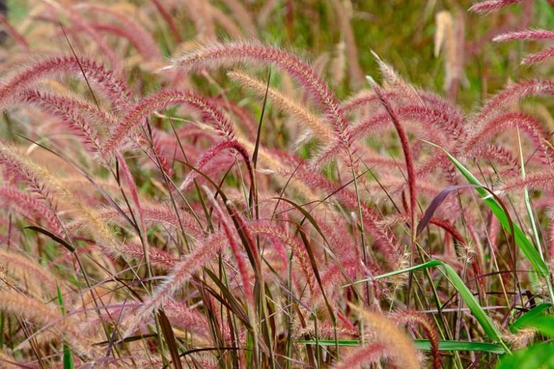 Pennisetum setaceum 'Fireworks' – Purple Fountain Grass – 4 inch pot – Ornamental Grassworks