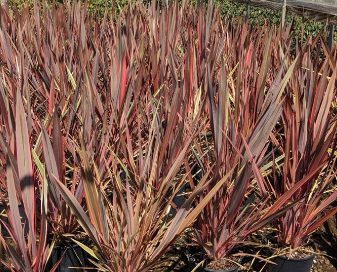 Phormium 'Sundowner' – New Zealand Flax