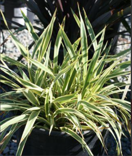 Phormium tenax 'Tiny Tiger' – New Zealand Flax
