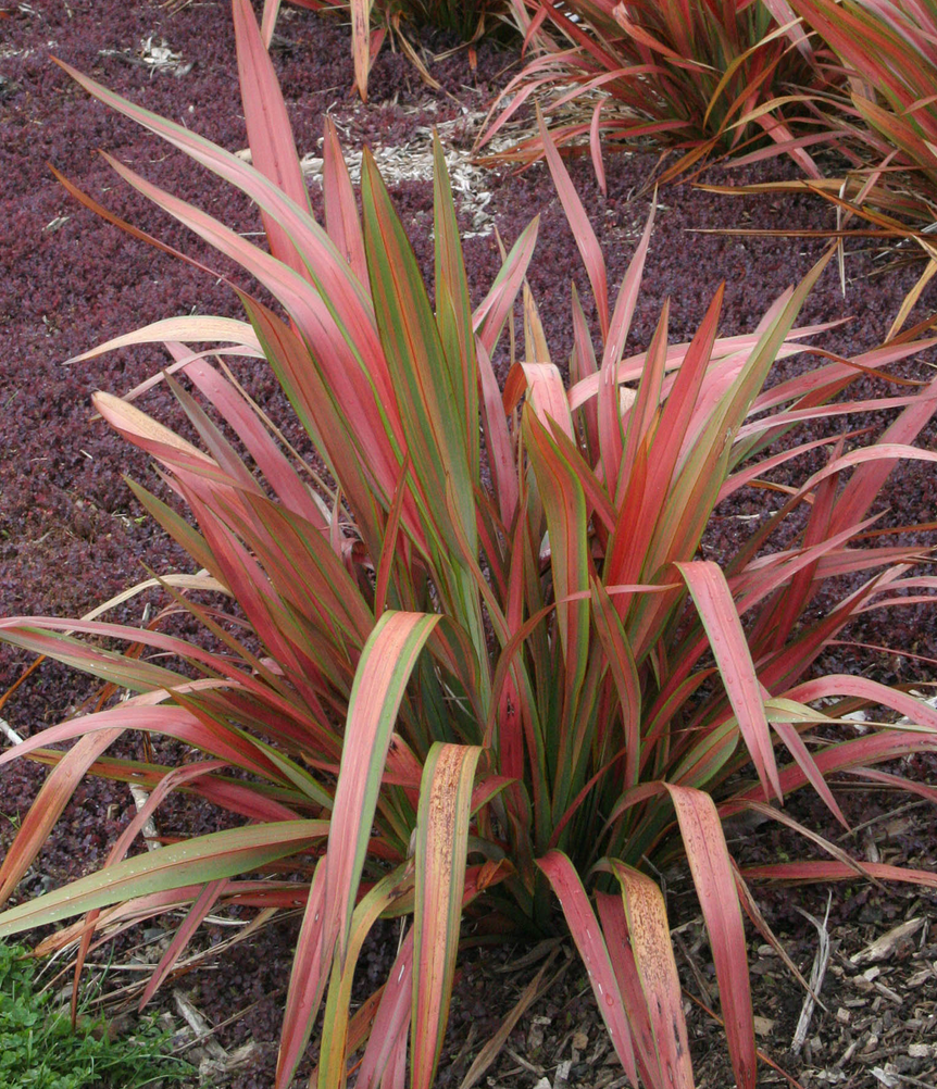 Phormium 'Jester' – New Zealand Flax – 4 inch pot – Ornamental Grassworks