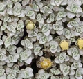 Raoulia australis – Scabweed – 4 inch pot – Ornamental Grassworks