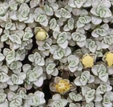 Raoulia australis – Scabweed – 4 inch pot – Ornamental Grassworks