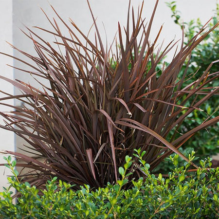 Phormium 'Amazing Red' – New Zealand Flax – 4 inch pot – Ornamental Grassworks
