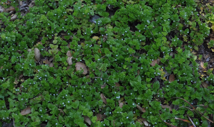 Satureja douglasii 'Indian Mint' – Yerba Buena – 5 gallon pot – Ornamental Grassworks