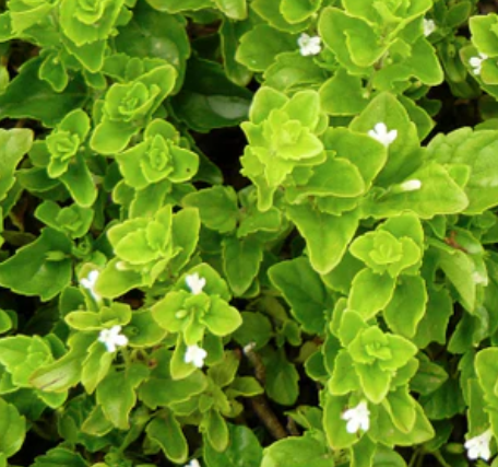 Satureja douglasii 'Indian Mint' – Yerba Buena – 4 inch pot – Ornamental Grassworks