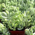 Sedum morganianum – Burro's Tail – 4 inch pot – Ornamental Grassworks