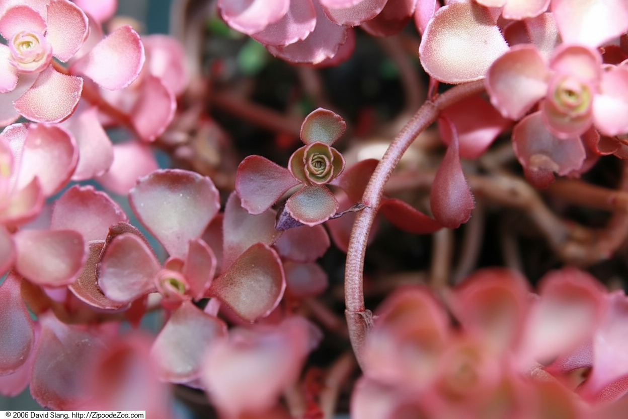 Sedum spurium 'Voodoo' – Voodoo Stonecrop (Phedimus spurius) – 4 inch pot – Ornamental Grassworks