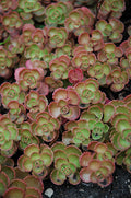 Sedum spurium 'Fuldaglut' – Stonecrop – 4 inch pot – Ornamental Grassworks