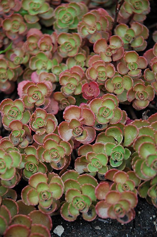 Sedum spurium 'Fuldaglut' – Stonecrop – 4 inch pot – Ornamental Grassworks